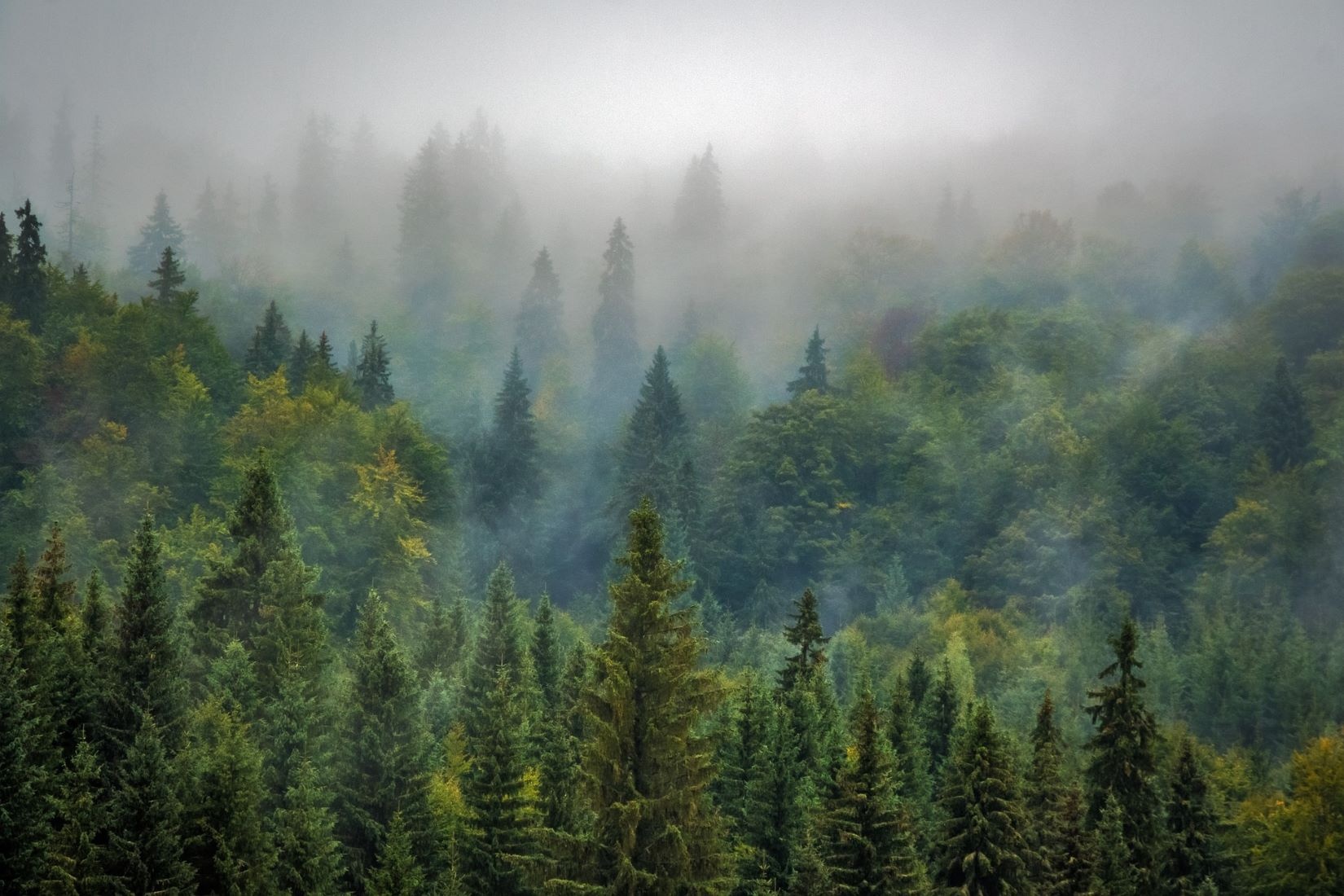 bosque_imagenrecurso