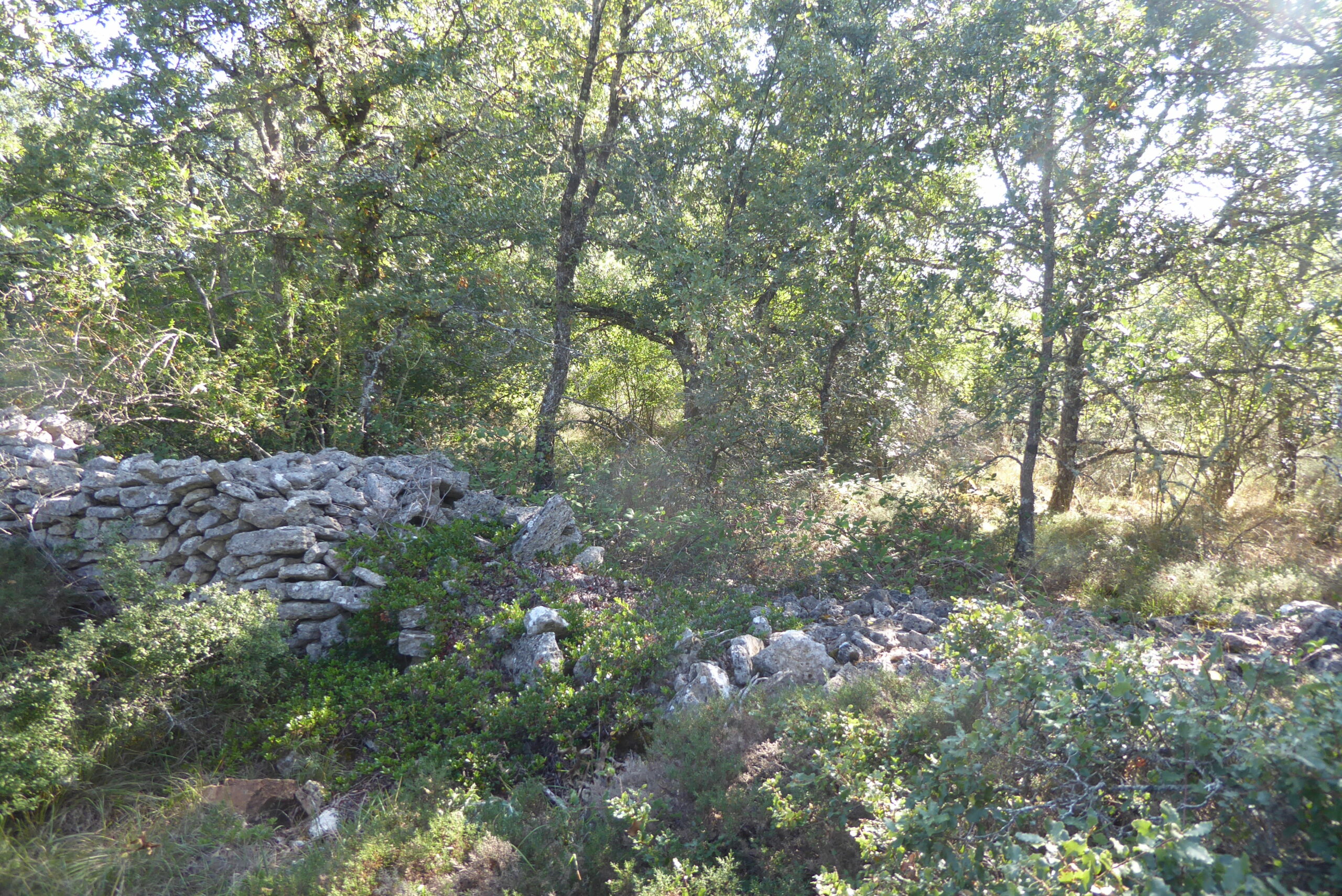 CASE-CO2_Covanera Zona de cultivos abandonados colonizada por un bosque de quejigos (Quercus faginea) en la Lora (Covanera, Burgos)