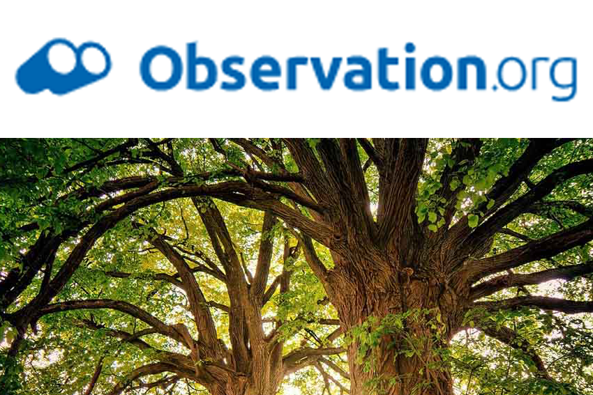 observation
