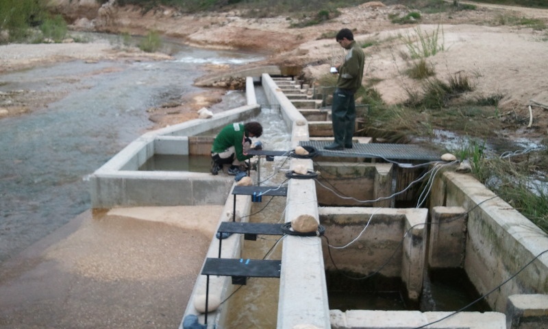 Paso-para-peces