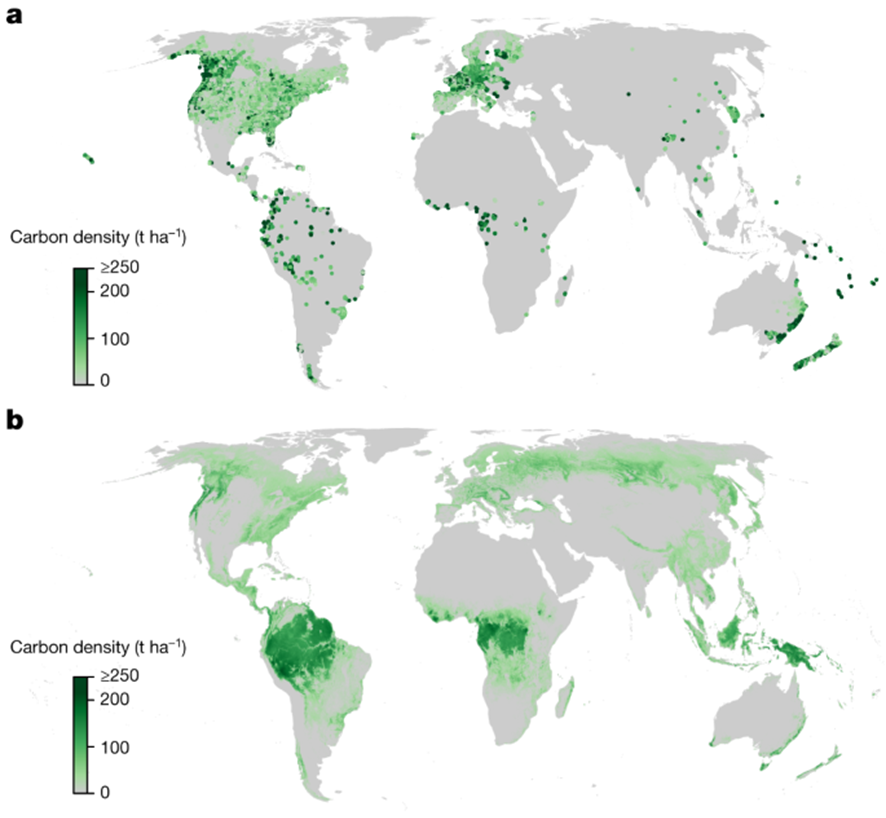 Mapa de reservas de carbono en árboles mediante a) observaciones terrestres (datos del GFBI) y b) observaciones de satélite