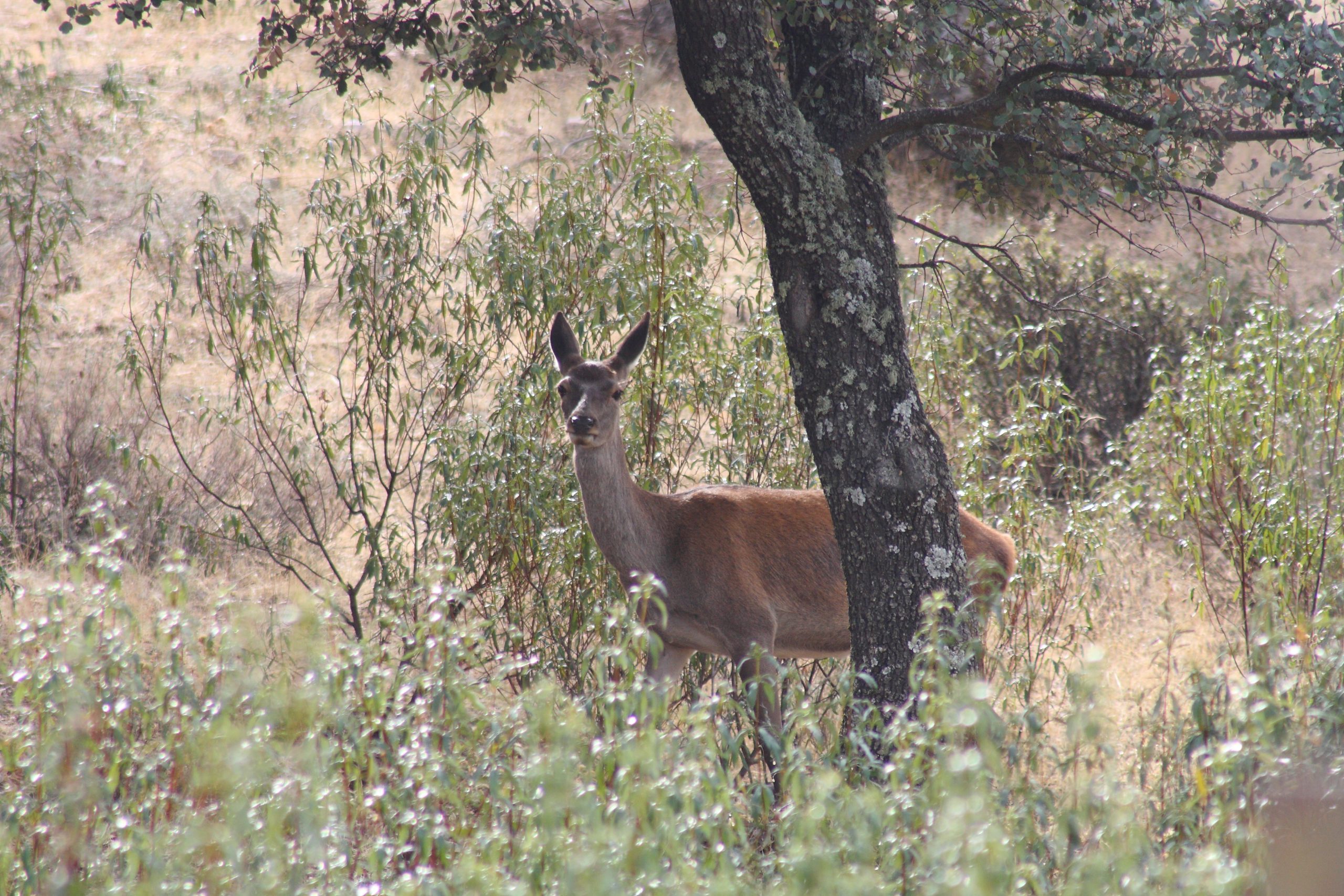 reddeer_female