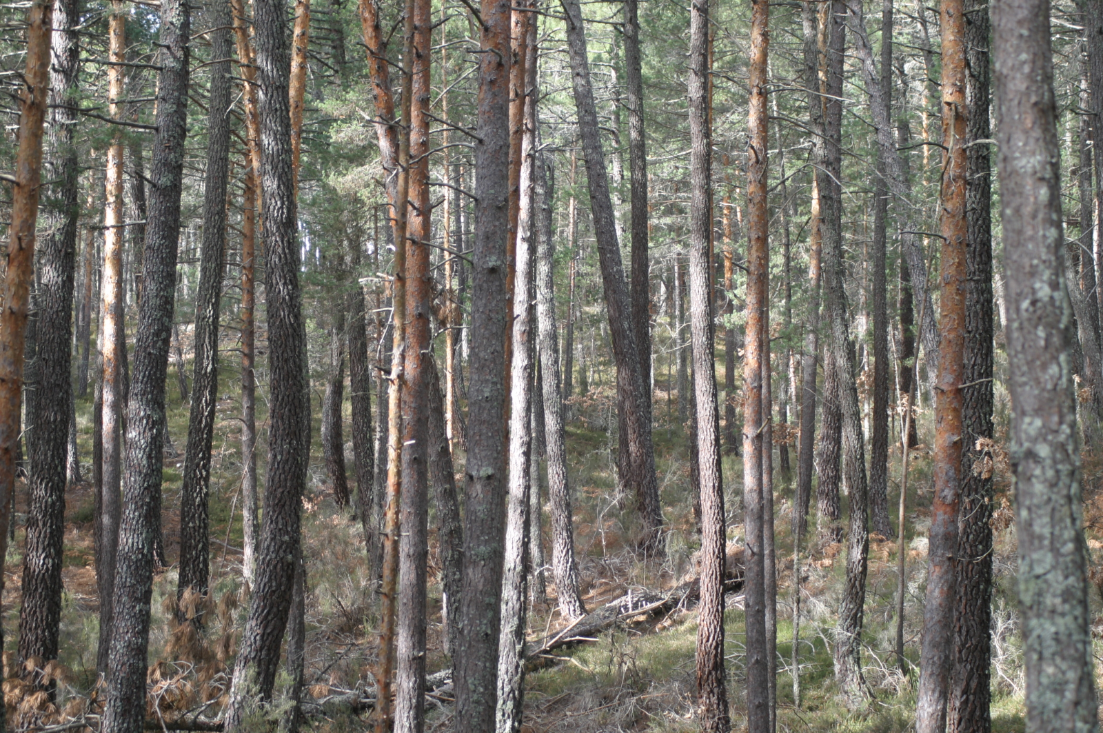 arboles